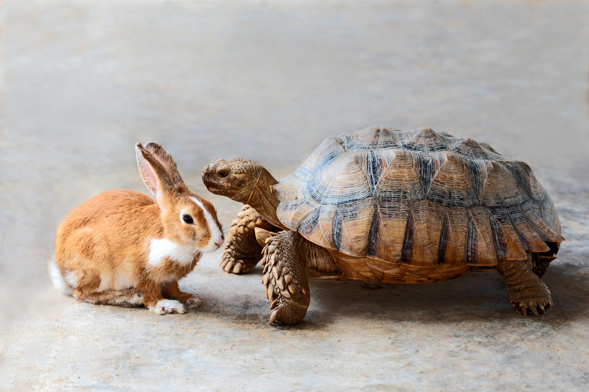 rabbit and turtle
